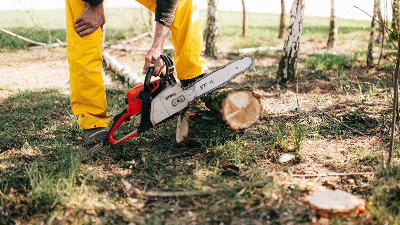 The Steps Involved in Our Tree Care Process in Paynesville, MN